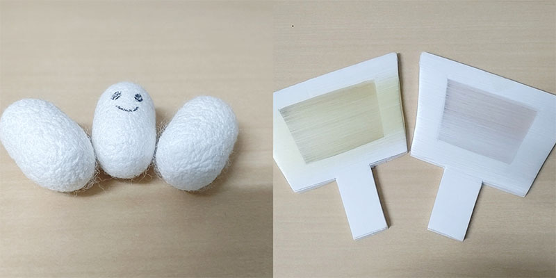 蚕の秘密－シルクのうちわを作ろう！