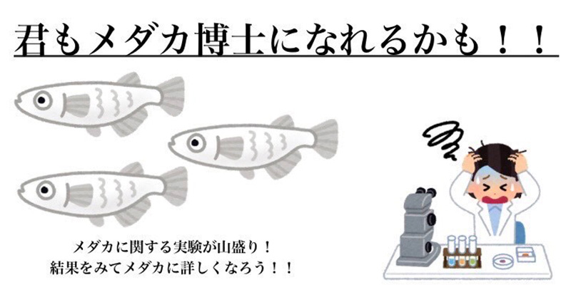 君もメダカ博士になれるかも？！
